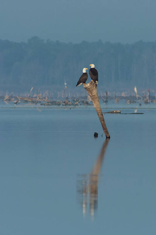 Bald Eagle Art Print featuring the photograph Bald Eagle Pair by Paul Rebmann