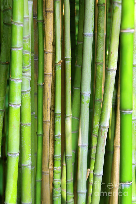 Asian Art Print featuring the photograph Bamboo Background by Carlos Caetano