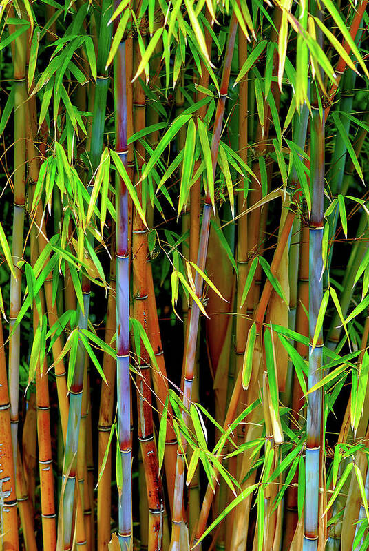 Bamboo Art Print featuring the photograph Bamboo by Harry Spitz