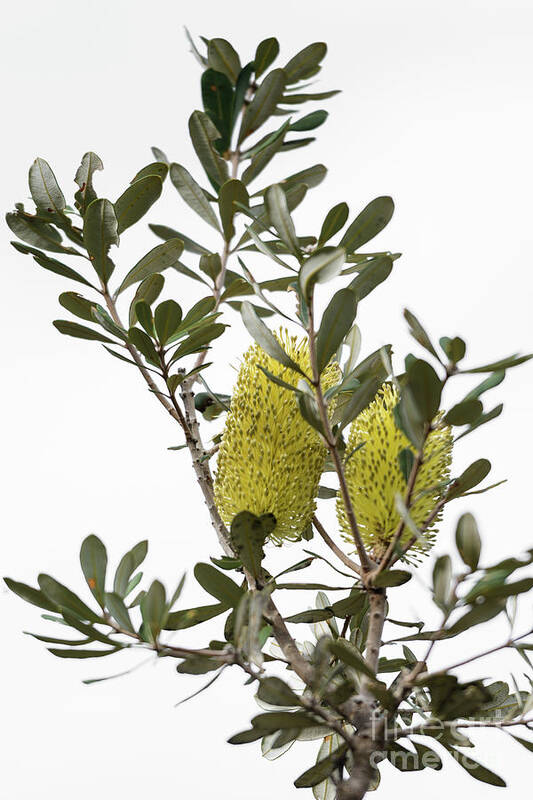 Coastal Banksia Art Print featuring the photograph Banksia SYD02 by Werner Padarin
