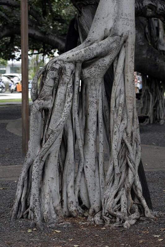  Art Print featuring the photograph Banyan Tree, Maui by Kenneth Campbell