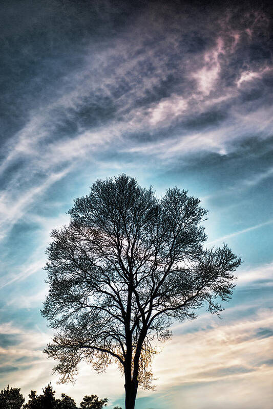 Trees Art Print featuring the photograph Bare Sunset by Dana Sohr