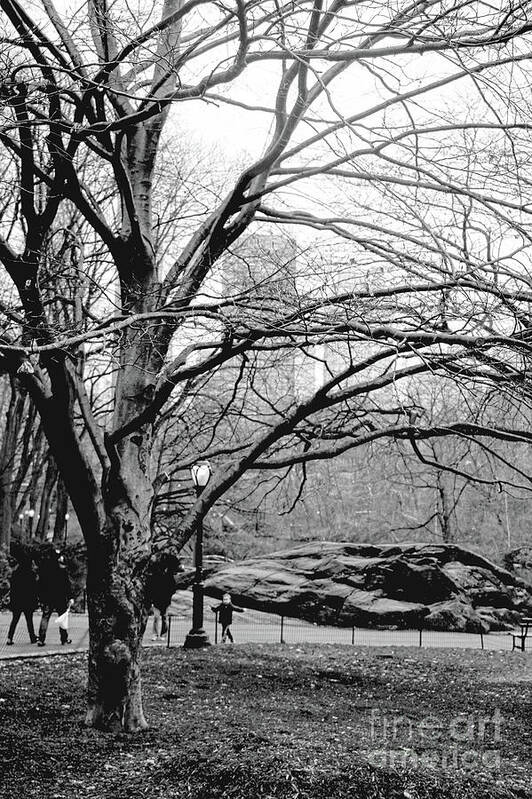 Photograph Art Print featuring the photograph Bare Tree on Walking Path BW by Sandy Moulder