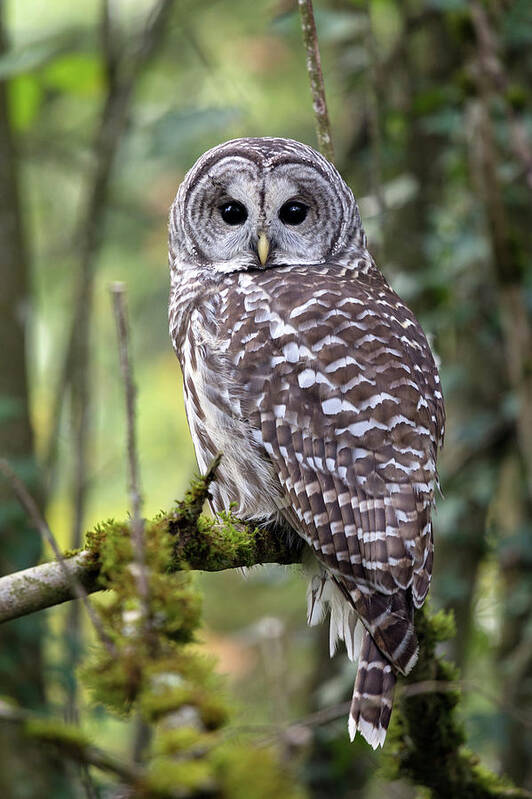 Barred Owl Art Print featuring the photograph Barred Owl Strix varia Closeup by Michael Russell