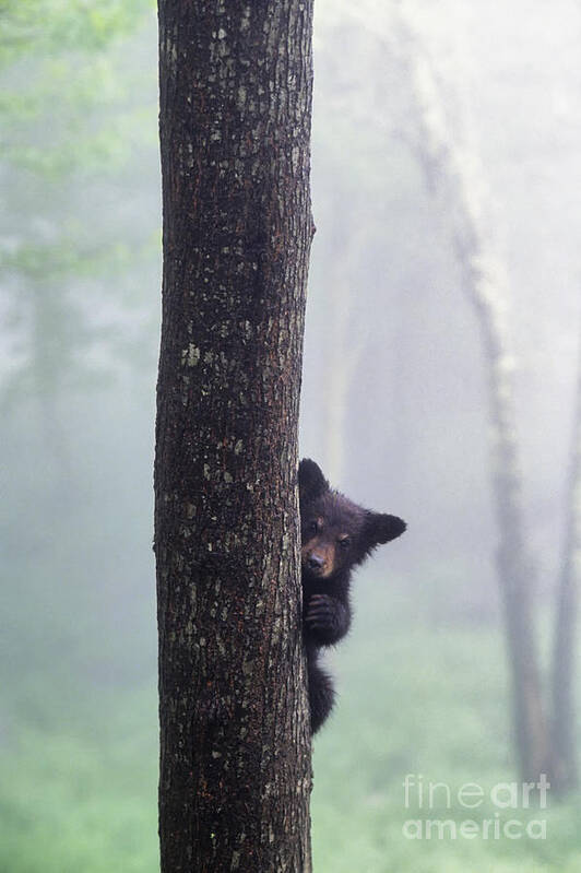 Black Art Print featuring the photograph Bashful Bear Cub - FS000230 by Daniel Dempster