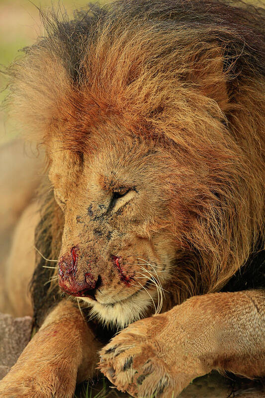Lion Art Print featuring the photograph Battered but not Beaten by Steven Upton