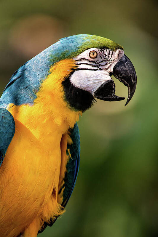 Bird Art Print featuring the photograph Beautiful Macaw by Don Johnson