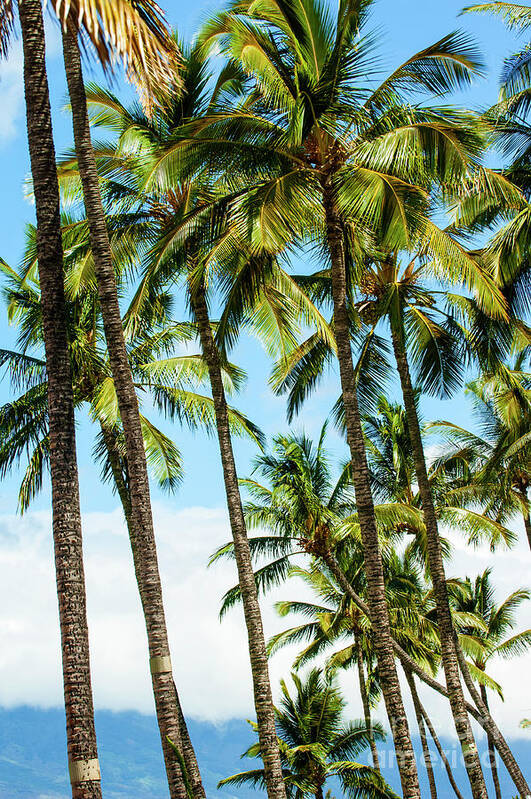 Hawaii Art Print featuring the photograph Beautiful Palms of Maui 16 by Micah May