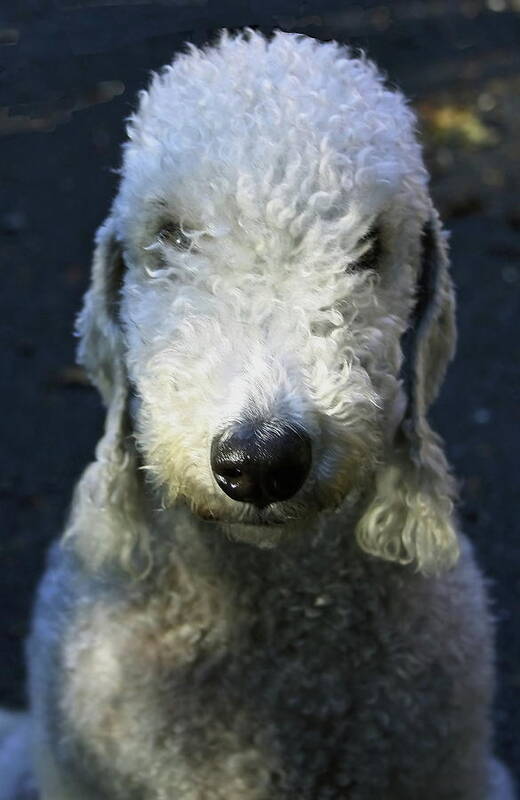 Dog Art Print featuring the photograph Bedlington Terrier by Jeff Townsend