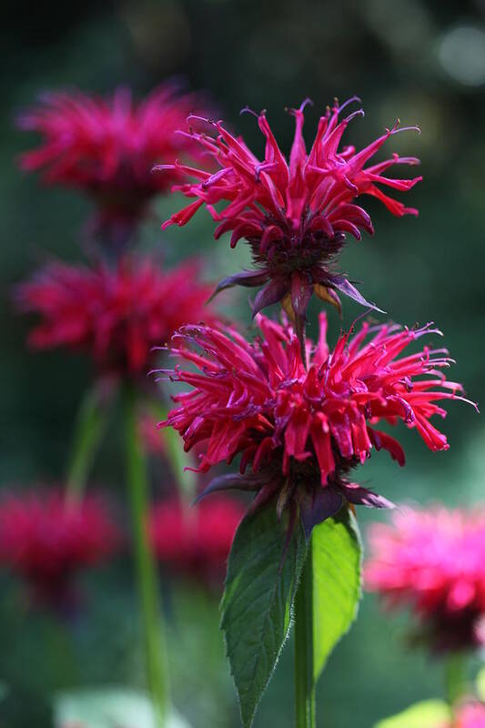 Flower Art Print featuring the photograph Bee Balm Monarda by Tammy Pool