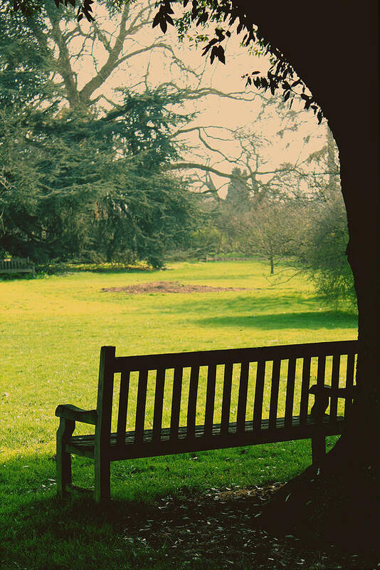 Empty Bench Art Print featuring the photograph Bench under a tree by Jasna Buncic