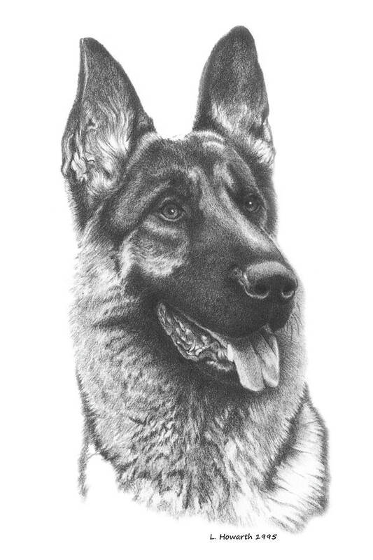 German Shepherd Art Print featuring the drawing Best In Show by Louise Howarth
