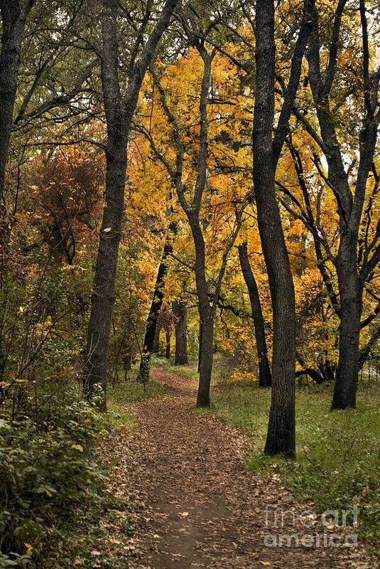 Landscape Art Print featuring the photograph Bidwell Park Fall by Richard Verkuyl