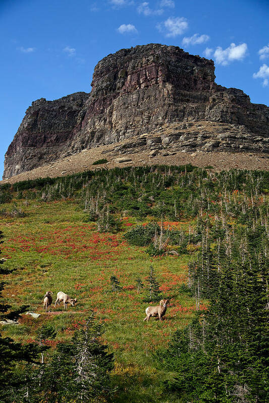 Lawrence Art Print featuring the photograph Big Horn Sheep by Lawrence Boothby