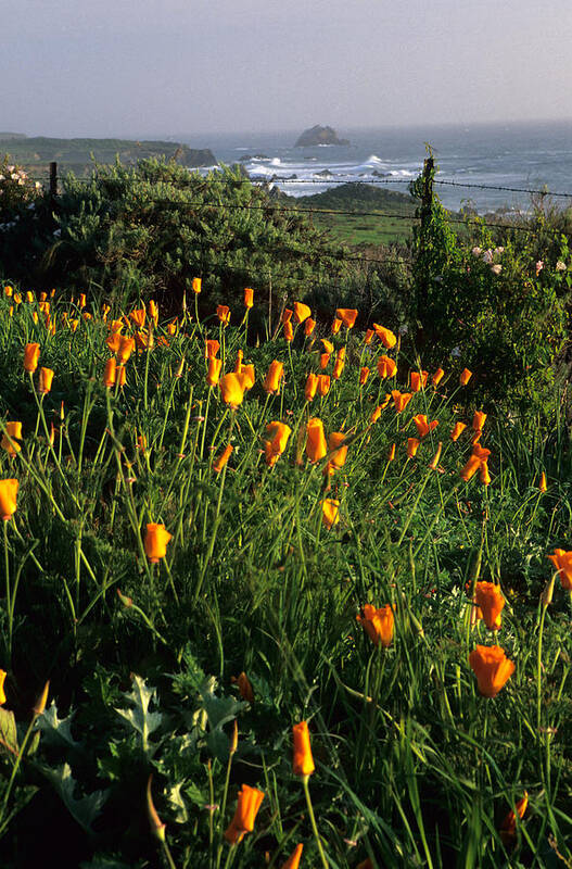 California Art Print featuring the photograph Big Sur Poppies by Eric Foltz