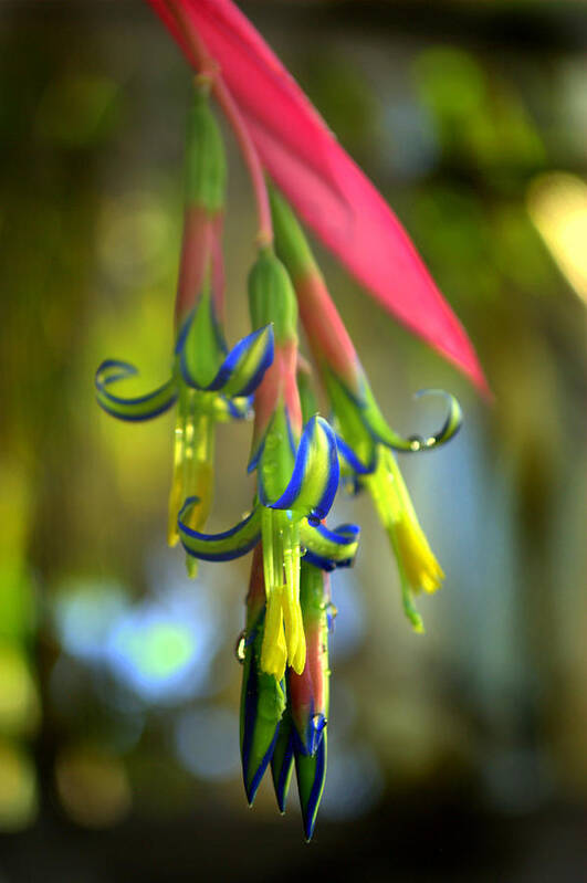 Plant Art Print featuring the photograph Bilbergia Flower Bromeliad by Nathan Abbott