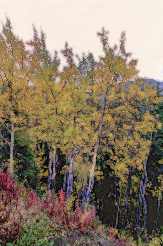 Birch Art Print featuring the photograph Birch Trees #2 by Patricia Dennis