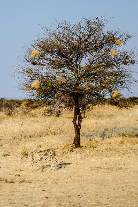Cheetah Art Print featuring the photograph Bird Nests and a Cheetah by Marc Levine
