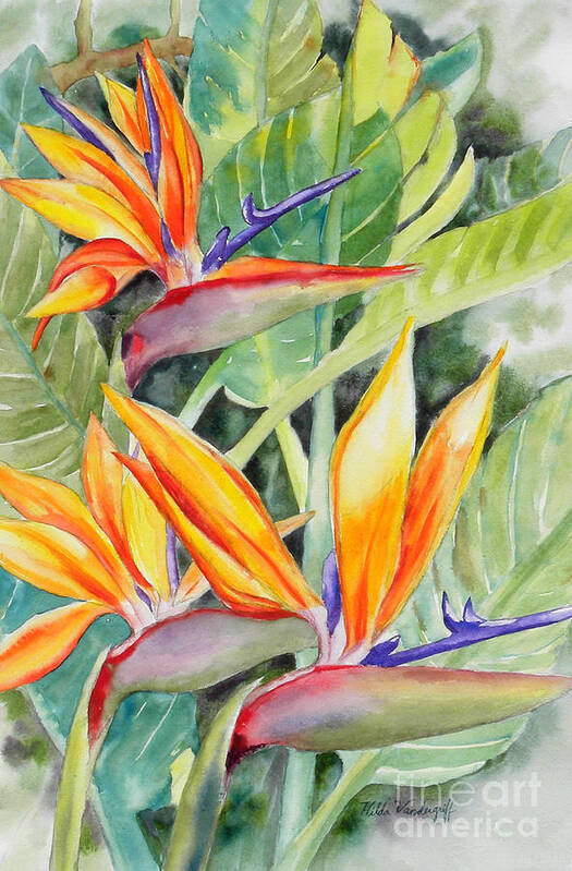 Bird Of Paradise Flowers Art Print featuring the painting Bird of Paradise Flowers by Hilda Vandergriff