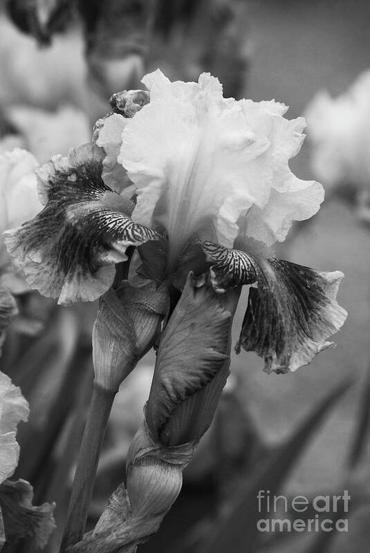 Black And White Art Print featuring the photograph Black and white iris by Jim And Emily Bush