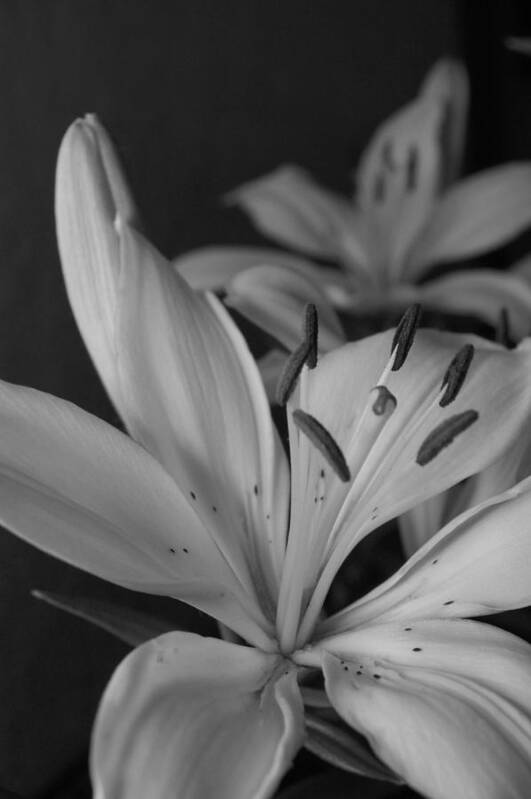 Flower Art Print featuring the photograph Black and White Lilies 2 by Amy Fose