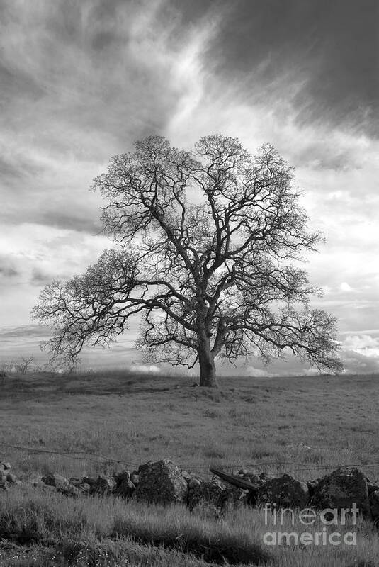 Landscape Art Print featuring the photograph Black and White Oak Tree by Richard Verkuyl