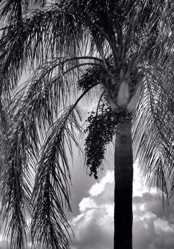 Palm Tree Art Print featuring the photograph Black and White Palm Tree by Rosalie Scanlon
