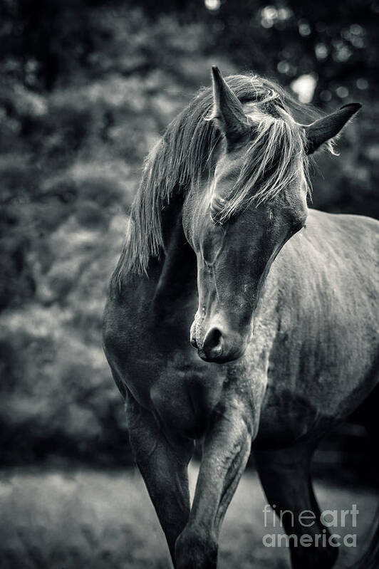 Horse Art Print featuring the photograph Black and white portrait of horse by Dimitar Hristov