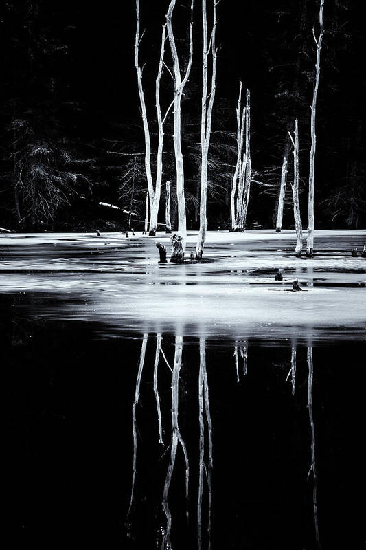 Marlboro Art Print featuring the photograph Black And White Winter Thaw Relections by Tom Singleton
