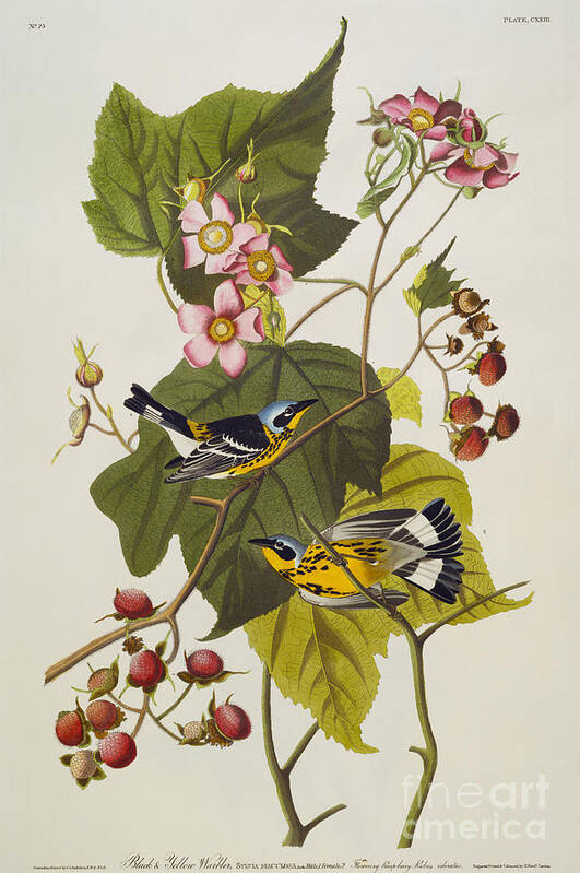 Black And Yellow Warbler. Magnolia Warbler (dendroica Magnolia) Plate Cxxiii From 'the Birds Of America' (aquatint & Engraving With Hand-colouring) By John James Audubon (1785-1851) Art Print featuring the drawing Black And Yellow Warbler by John James Audubon