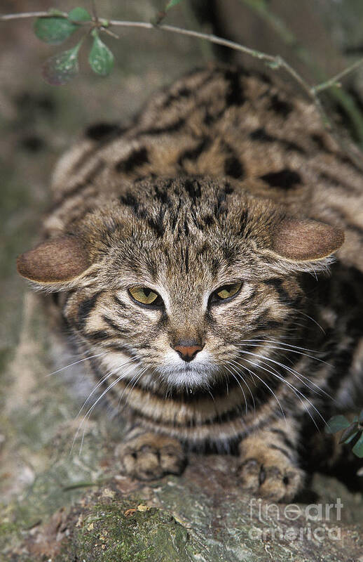 Adult Art Print featuring the photograph Black-footed Cat Felis Nigripes by Gerard Lacz
