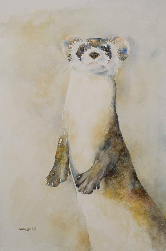 Animals Art Print featuring the painting Black-footed Ferret by Maureen Moore