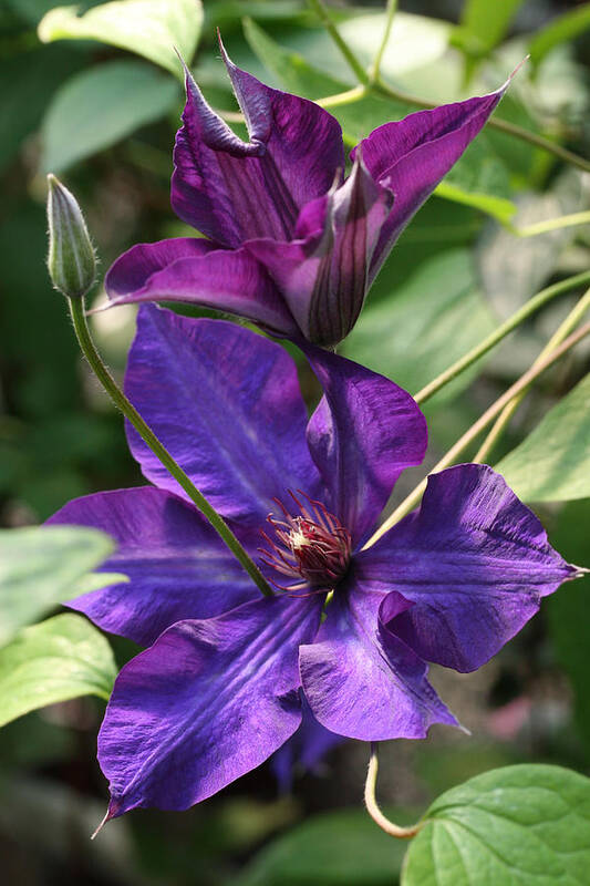 Abundant Art Print featuring the photograph Black Tea Clematis by Tammy Pool