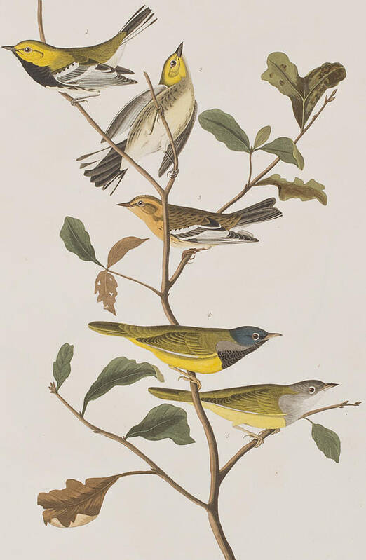 Audubon Art Print featuring the painting Black Throated Green Warbler Blackburnian Mourning Warbler by John James Audubon