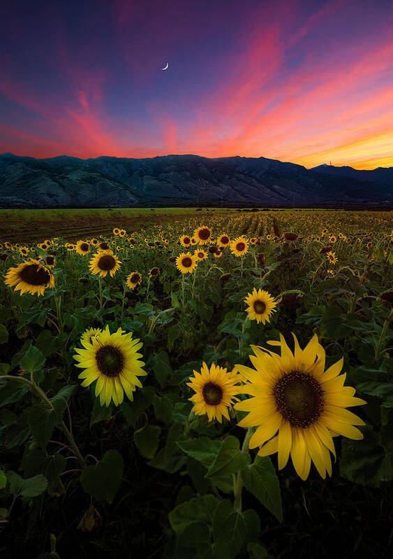  Art Print featuring the photograph Bloom by Micah Roemmling