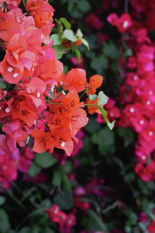 Bougainvillea Art Print featuring the photograph Blooming Bougainvillea- Photography by Linda Woods by Linda Woods