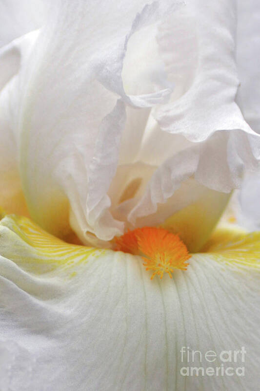 Flower Art Print featuring the photograph Blooming Iris Beauty by Joy Tudor