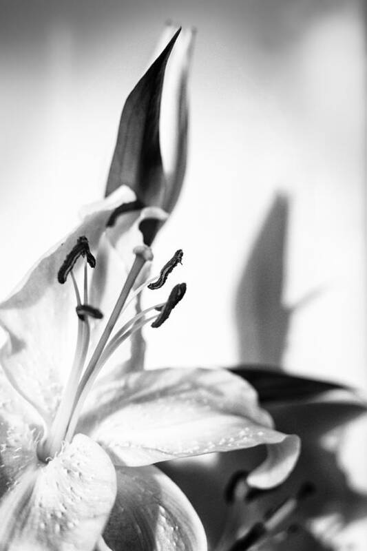 Lily Flower Art Print featuring the photograph Blossoming White Lilly Flower and Shadow in Monochrome by John Williams
