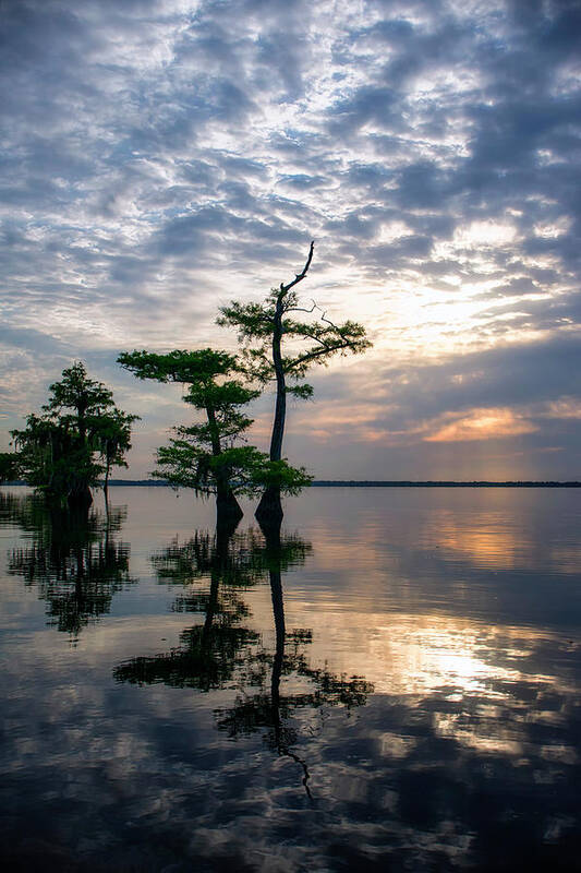 Crystal Yingling Art Print featuring the photograph Blue Cypress Sunrise #2 by Ghostwinds Photography