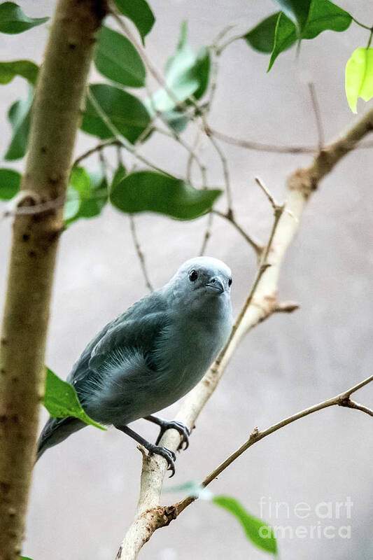 Bird Art Print featuring the photograph Blue-Grey Tanager 2 by Ed Taylor