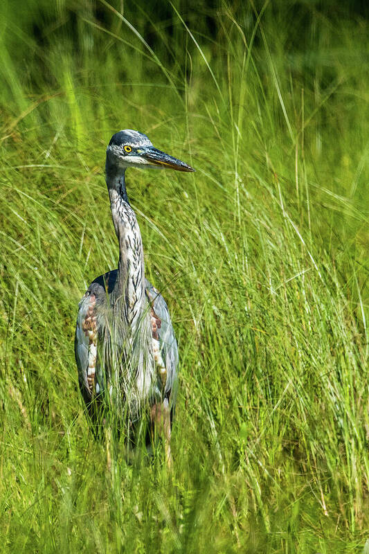 Wildlife Art Print featuring the photograph Blue Heron In A Marsh by Paul Freidlund