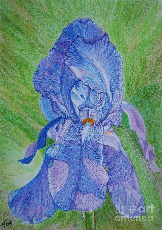 Blue Iris Art Print featuring the drawing Blue Iris by Yvonne Johnstone