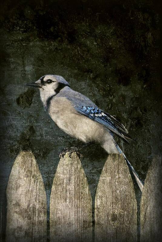 Blue Jay Art Print featuring the photograph Blue Jay On The Fence by Angie Tirado