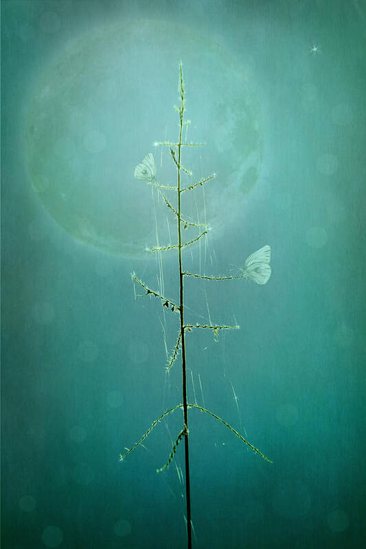 Photography Art Print featuring the photograph Blue Moon by Marina Kojukhova