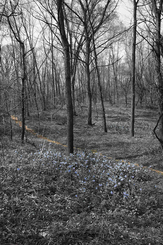 Landscape Art Print featuring the photograph Blue Path by Dylan Punke