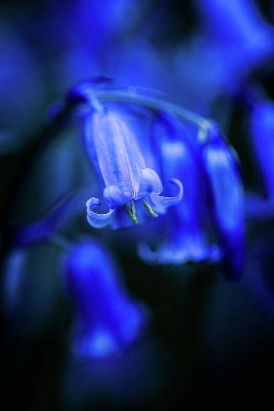 Bluebell Art Print featuring the photograph Bluebell Close-up 3 by Maggie Mccall