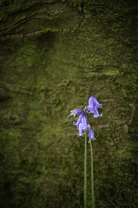 Bluebell Art Print featuring the photograph Bluebells by Nigel R Bell