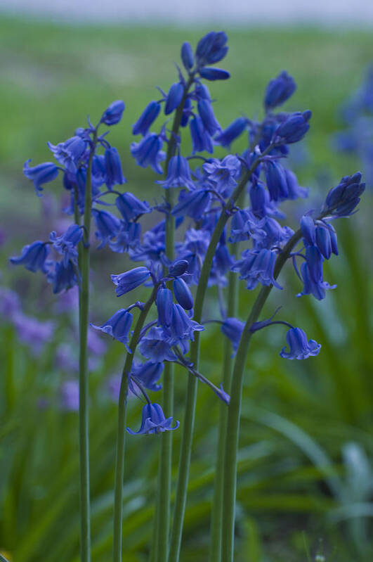 Bluebell Art Print featuring the photograph Bluebells by Rob Hemphill