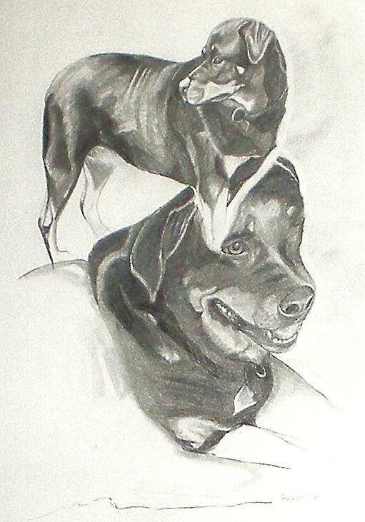 Rotweiler Art Print featuring the drawing Bobby by Carrie Maurer