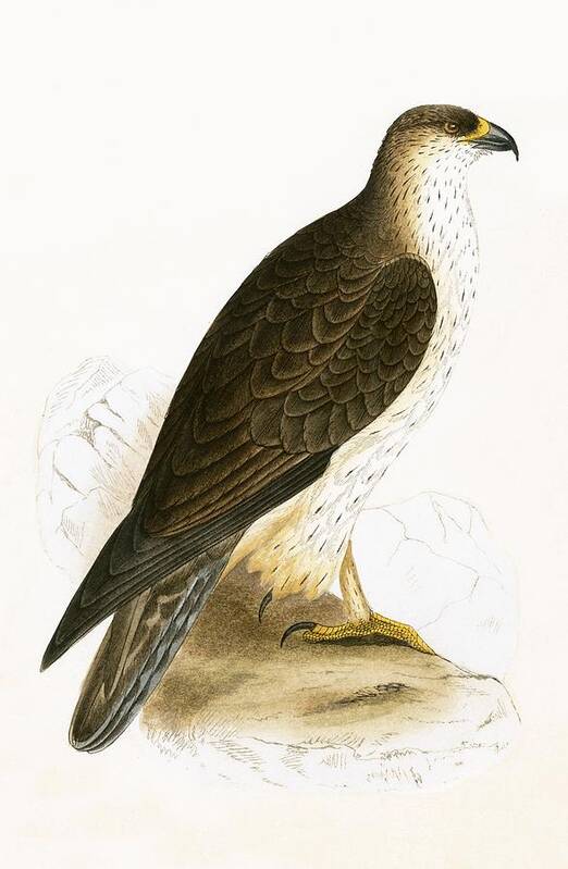 Ornithology Art Print featuring the painting Bonelli's Eagle by English School